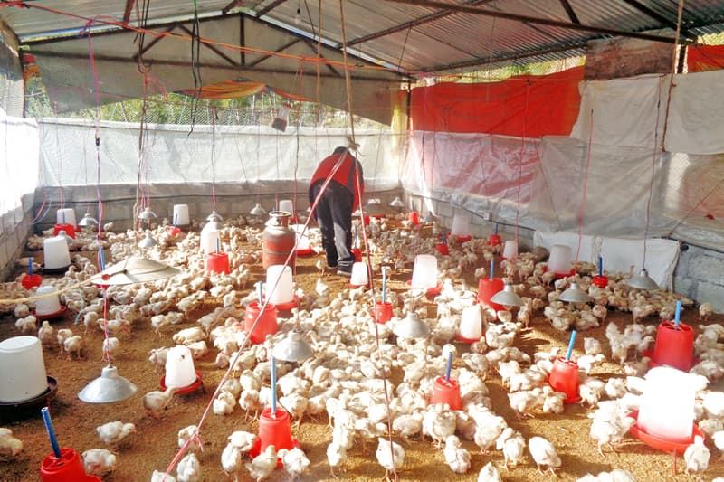 Small Poultry Farm